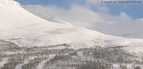 Bildet viser skred i Tamokdalen som har gått på et svakt lag av kantkorn i snødekket. Dette svake laget er mest utbredt fra tregrensen og noen hundre meter opp. Med det været som er meldt venter vi flere store naturlig utløste skred. Foto: aadne/regobs.